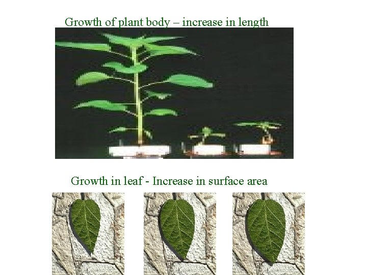 Growth of plant body – increase in length Growth in leaf - Increase in