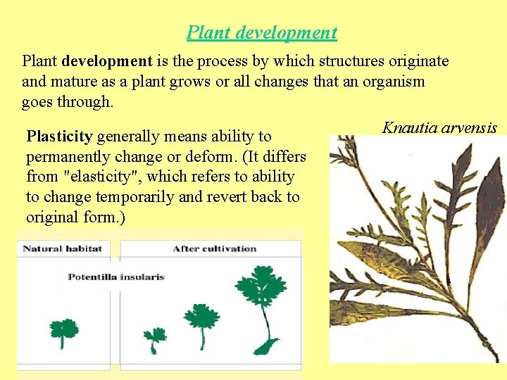 Plant development is the process by which structures originate and mature as a plant