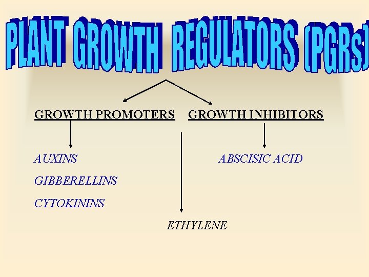 GROWTH PROMOTERS AUXINS GROWTH INHIBITORS ABSCISIC ACID GIBBERELLINS CYTOKININS ETHYLENE 