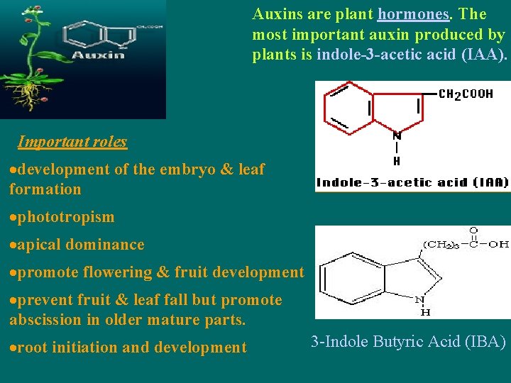 Auxins are plant hormones. The most important auxin produced by plants is indole-3 -acetic