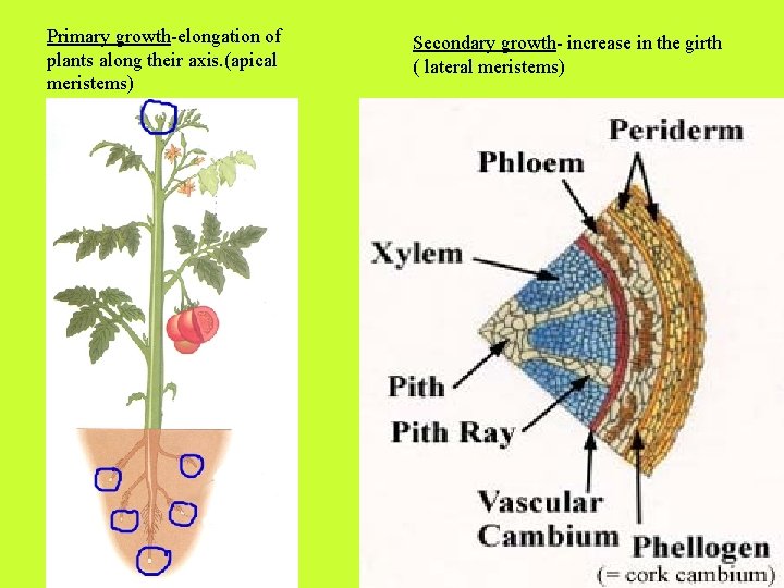 Primary growth-elongation of plants along their axis. (apical meristems) Secondary growth- increase in the