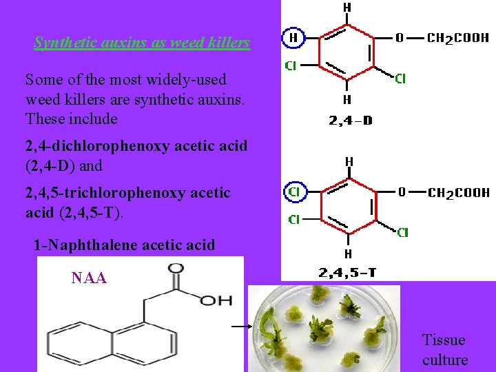 Synthetic auxins as weed killers Some of the most widely-used weed killers are synthetic