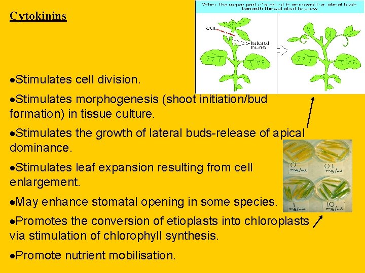 Cytokinins ·Stimulates cell division. ·Stimulates morphogenesis (shoot initiation/bud formation) in tissue culture. ·Stimulates the