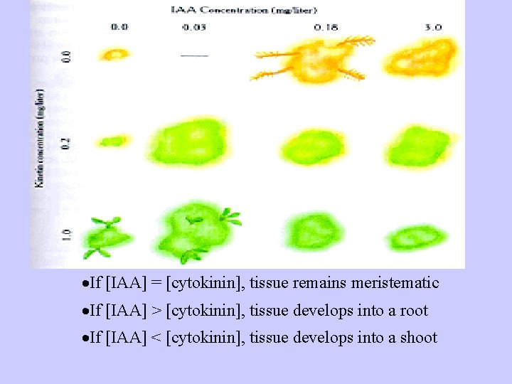 ·If [IAA] = [cytokinin], tissue remains meristematic ·If [IAA] > [cytokinin], tissue develops into