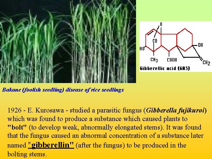 Bakane (foolish seedling) disease of rice seedlings 1926 - E. Kurosawa - studied a