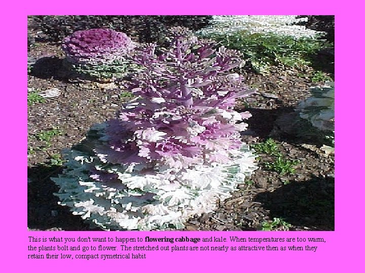 This is what you don't want to happen to flowering cabbage and kale. When