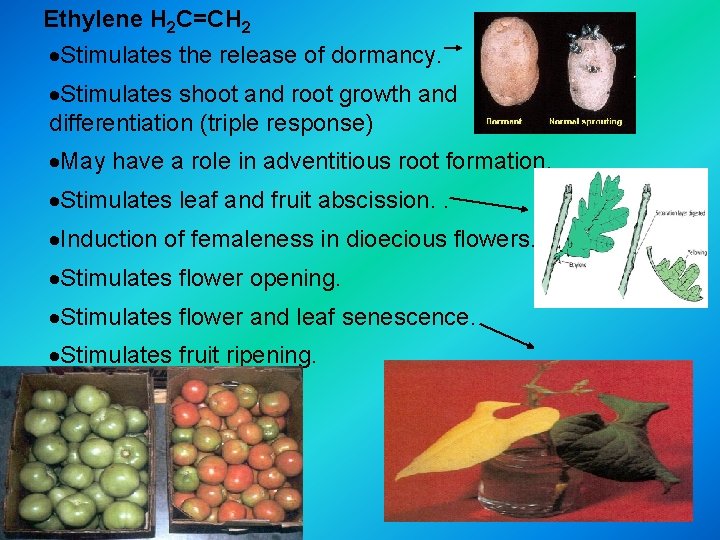 Ethylene H 2 C=CH 2 ·Stimulates the release of dormancy. ·Stimulates shoot and root