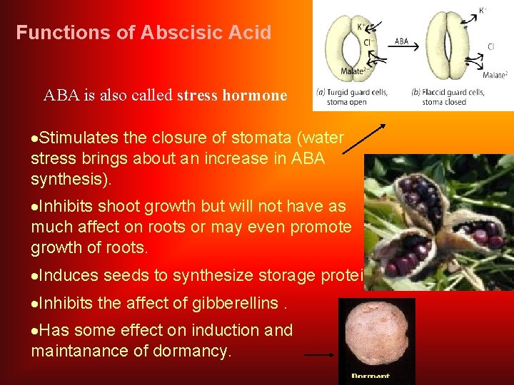 Functions of Abscisic Acid ABA is also called stress hormone ·Stimulates the closure of