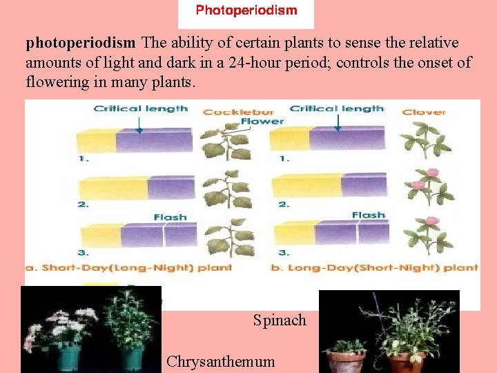 photoperiodism The ability of certain plants to sense the relative amounts of light and