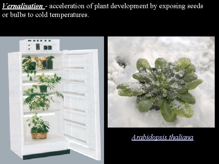 Vernalisation - acceleration of plant development by exposing seeds or bulbs to cold temperatures.