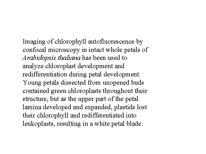 Imaging of chlorophyll autofluorescence by confocal microscopy in intact whole petals of Arabidopsis thaliana