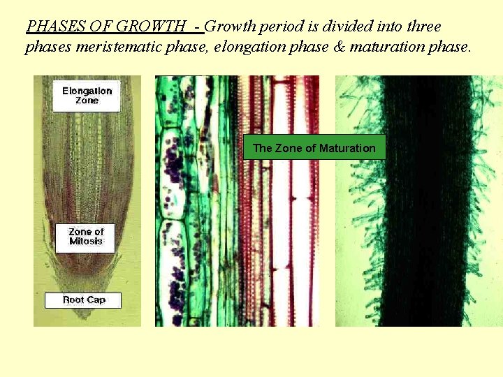 PHASES OF GROWTH - Growth period is divided into three phases meristematic phase, elongation