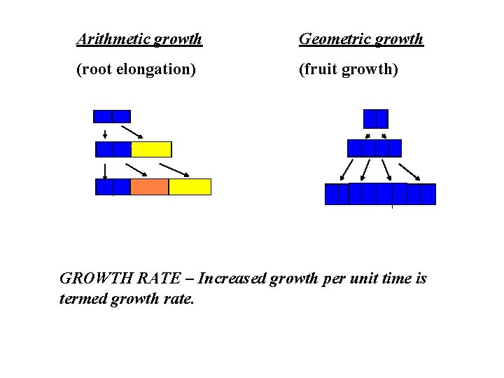 Arithmetic growth Geometric growth (root elongation) (fruit growth) GROWTH RATE – Increased growth per