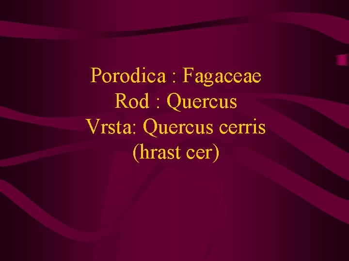 Porodica : Fagaceae Rod : Quercus Vrsta: Quercus cerris (hrast cer) 