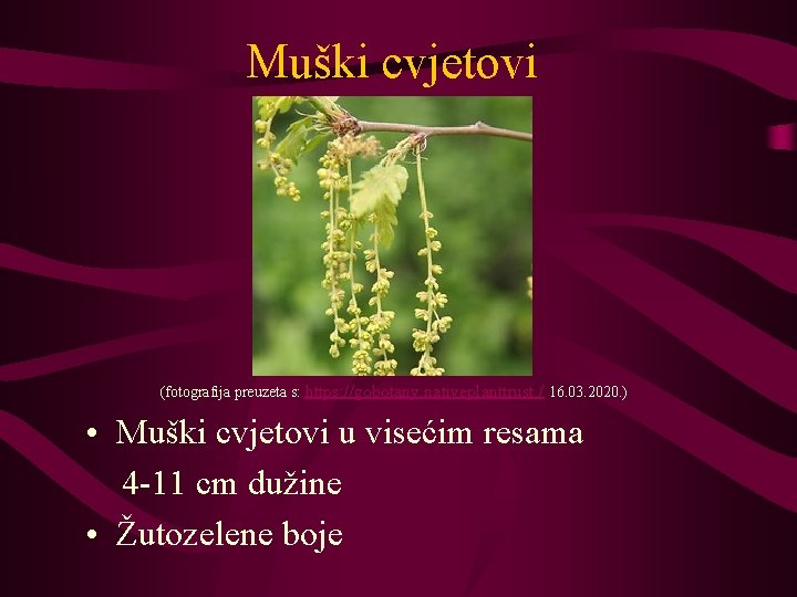 Muški cvjetovi (fotografija preuzeta s: https: //gobotany. nativeplanttrust. / 16. 03. 2020. ) •