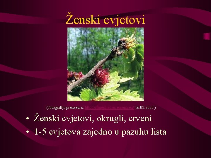 Ženski cvjetovi (fotografija preuzeta s: https: //forest. jrc. europa. eu/ 16. 03. 2020. )