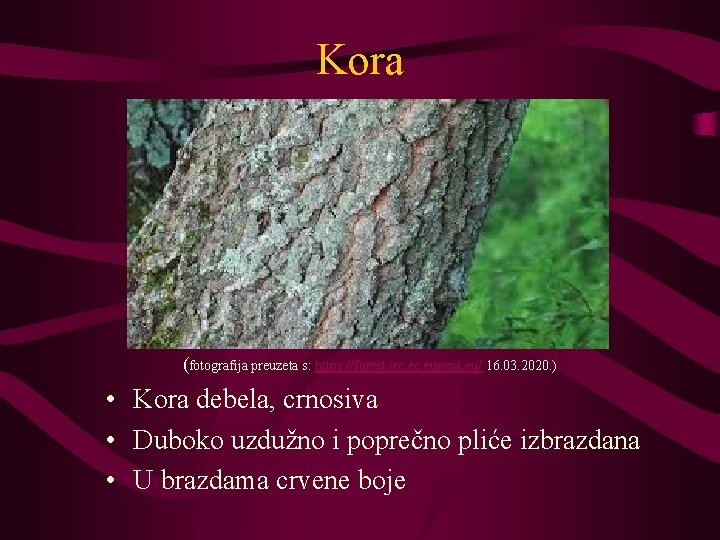 Kora (fotografija preuzeta s: https: //forest. jrc. europa. eu/ 16. 03. 2020. ) •