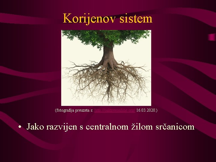 Korijenov sistem (fotografija preuzeta s: http: //oaktreeonline. org/ 16. 03. 2020. ) • Jako