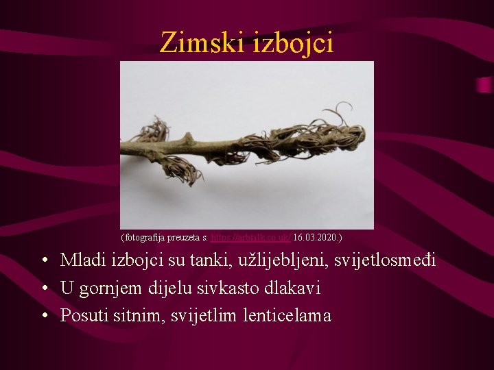 Zimski izbojci (fotografija preuzeta s: https: //arbtalk. co. uk/ 16. 03. 2020. ) •