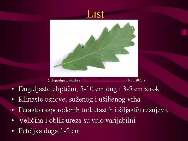 List (fotografija preuzeta s: https: //www. discoverlife. org/ 16. 03. 2020. ) • •