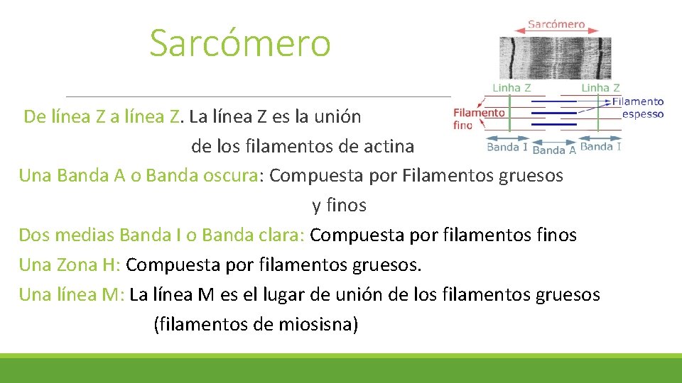Sarcómero De línea Z a línea Z. La línea Z es la unión de Sarcómero De línea Z a línea Z. La línea Z es la unión de