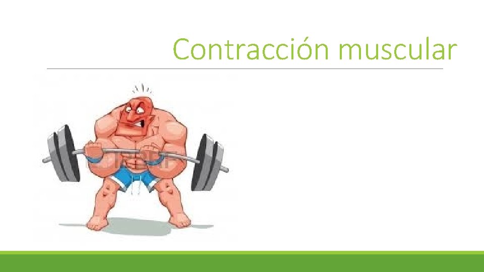Contracción muscular Contracción muscular