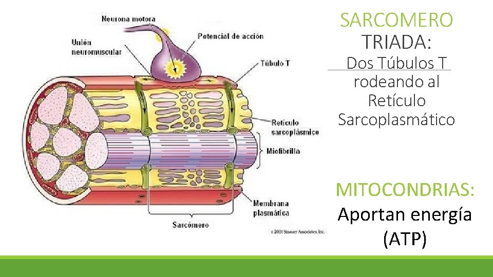 SARCOMERO TRIADA: Dos Túbulos T rodeando al Retículo Sarcoplasmático MITOCONDRIAS: Aportan energía (ATP) SARCOMERO TRIADA: Dos Túbulos T rodeando al Retículo Sarcoplasmático MITOCONDRIAS: Aportan energía (ATP)