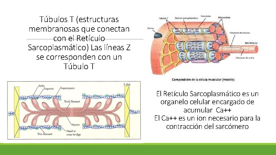 Túbulos T (estructuras membranosas que conectan con el Retículo Sarcoplasmático) Las líneas Z se Túbulos T (estructuras membranosas que conectan con el Retículo Sarcoplasmático) Las líneas Z se