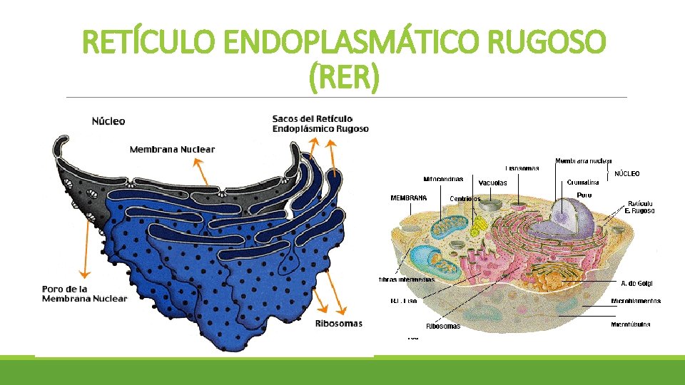 RETÍCULO ENDOPLASMÁTICO RUGOSO (RER) RETÍCULO ENDOPLASMÁTICO RUGOSO (RER)