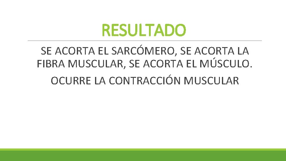 RESULTADO SE ACORTA EL SARCÓMERO, SE ACORTA LA FIBRA MUSCULAR, SE ACORTA EL MÚSCULO. RESULTADO SE ACORTA EL SARCÓMERO, SE ACORTA LA FIBRA MUSCULAR, SE ACORTA EL MÚSCULO.