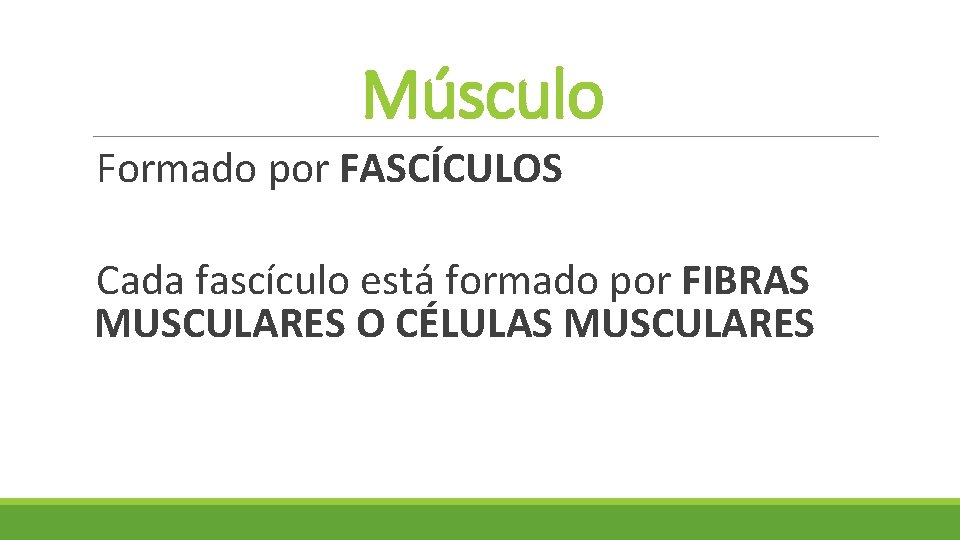 Músculo Formado por FASCÍCULOS Cada fascículo está formado por FIBRAS MUSCULARES O CÉLULAS MUSCULARES Músculo Formado por FASCÍCULOS Cada fascículo está formado por FIBRAS MUSCULARES O CÉLULAS MUSCULARES