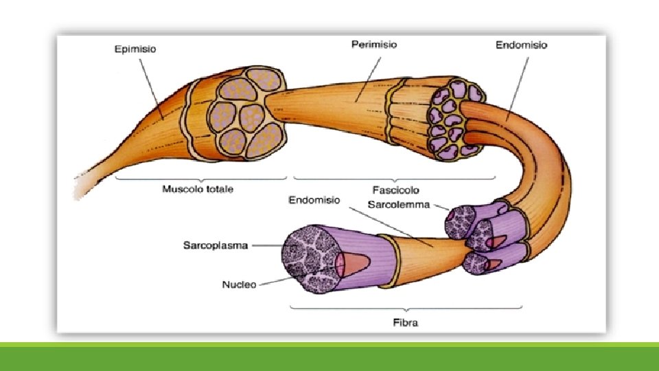 El Sistema Muscular Está Formado Por slidetodoc.com