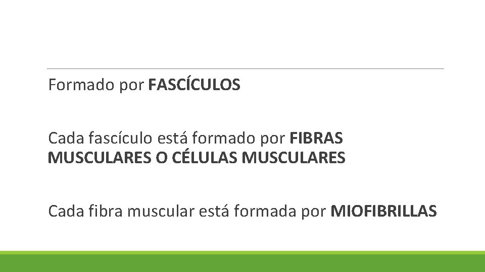 Formado por FASCÍCULOS Cada fascículo está formado por FIBRAS MUSCULARES O CÉLULAS MUSCULARES Cada Formado por FASCÍCULOS Cada fascículo está formado por FIBRAS MUSCULARES O CÉLULAS MUSCULARES Cada