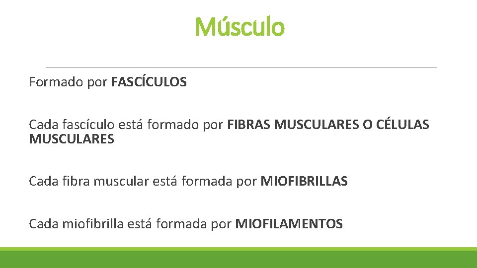 Músculo Formado por FASCÍCULOS Cada fascículo está formado por FIBRAS MUSCULARES O CÉLULAS MUSCULARES Músculo Formado por FASCÍCULOS Cada fascículo está formado por FIBRAS MUSCULARES O CÉLULAS MUSCULARES
