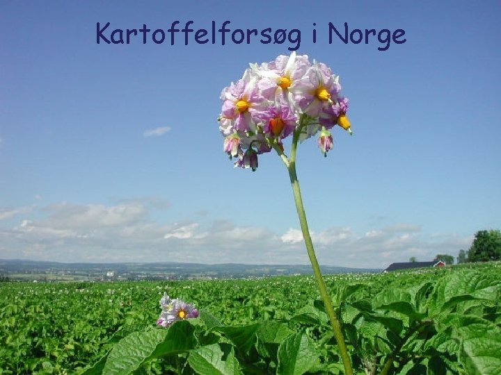 Kartoffelforsøg i Norge 