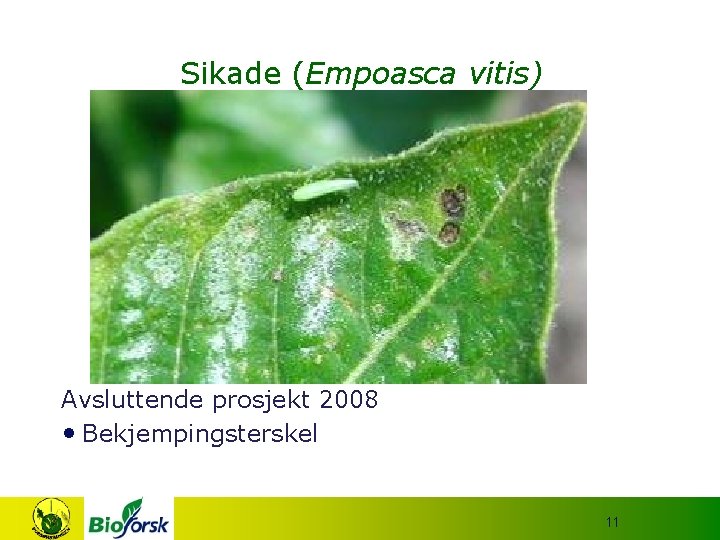 Sikade (Empoasca vitis) Avsluttende prosjekt 2008 • Bekjempingsterskel 11 