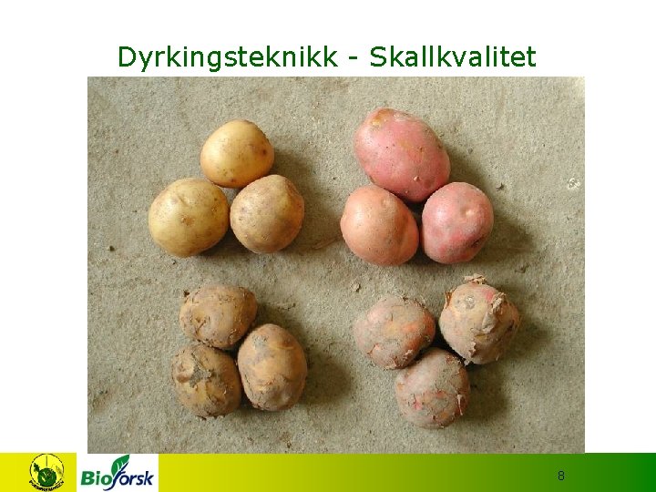 Dyrkingsteknikk - Skallkvalitet 8 