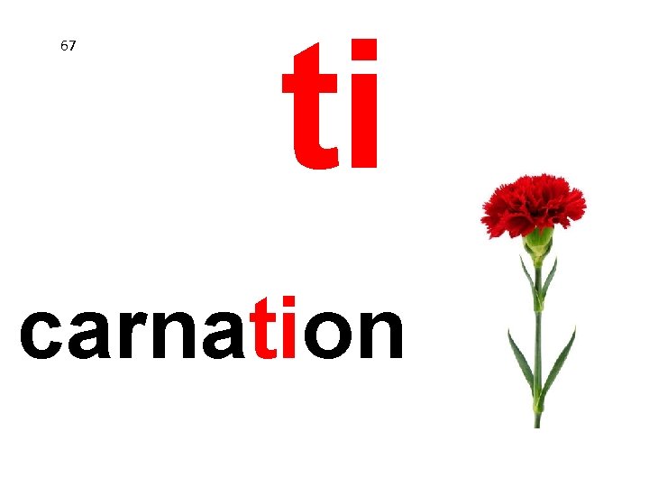 67 ti carnation 