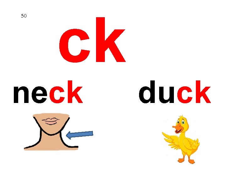 50 ck neck duck 