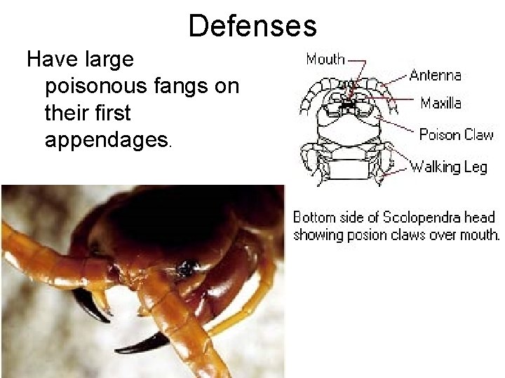 Defenses Have large poisonous fangs on their first appendages. Defenses Have large poisonous fangs on their first appendages.