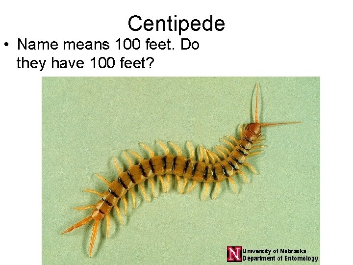 Centipede • Name means 100 feet. Do they have 100 feet? 