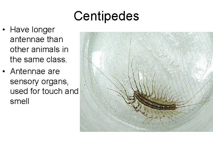 Centipedes • Have longer antennae than other animals in the same class. • Antennae Centipedes • Have longer antennae than other animals in the same class. • Antennae