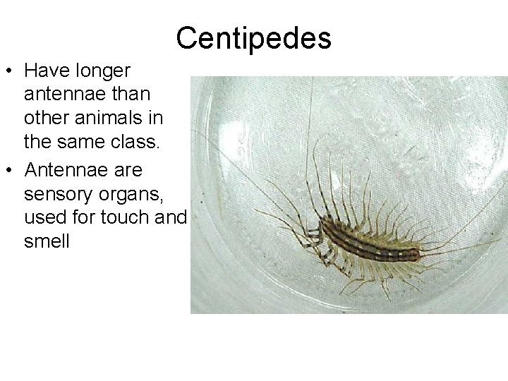 Centipedes • Have longer antennae than other animals in the same class. • Antennae