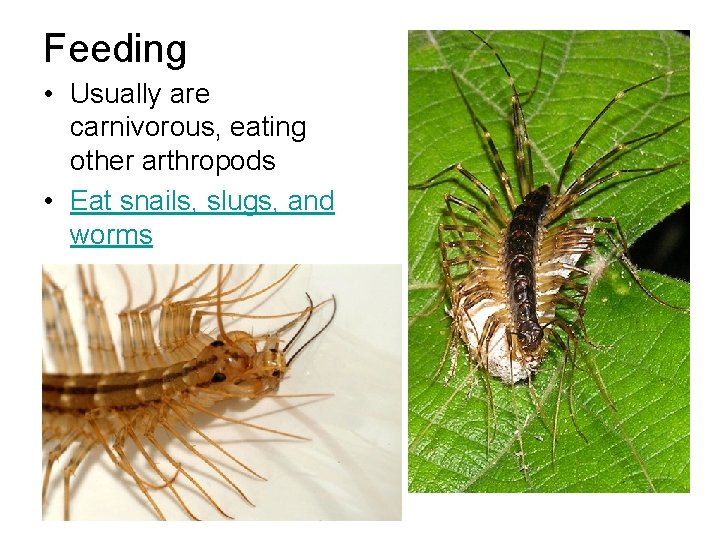 Feeding • Usually are carnivorous, eating other arthropods • Eat snails, slugs, and worms