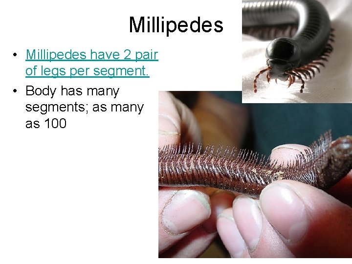 Millipedes • Millipedes have 2 pair of legs per segment. • Body has many