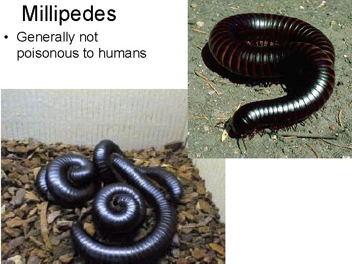 Millipedes • Generally not poisonous to humans Millipedes • Generally not poisonous to humans