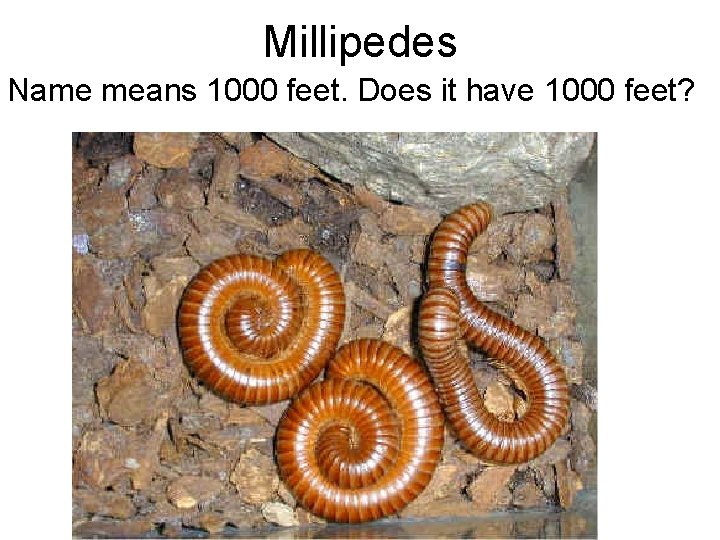 Millipedes Name means 1000 feet. Does it have 1000 feet? Millipedes Name means 1000 feet. Does it have 1000 feet?