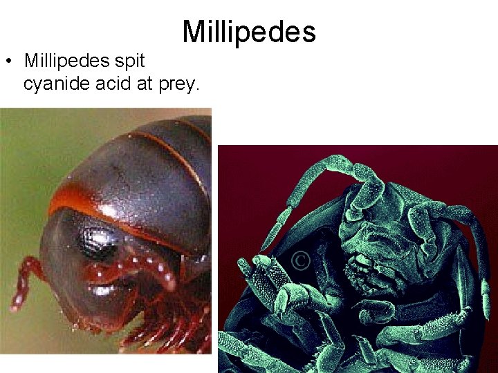 Millipedes • Millipedes spit cyanide acid at prey. Millipedes • Millipedes spit cyanide acid at prey.