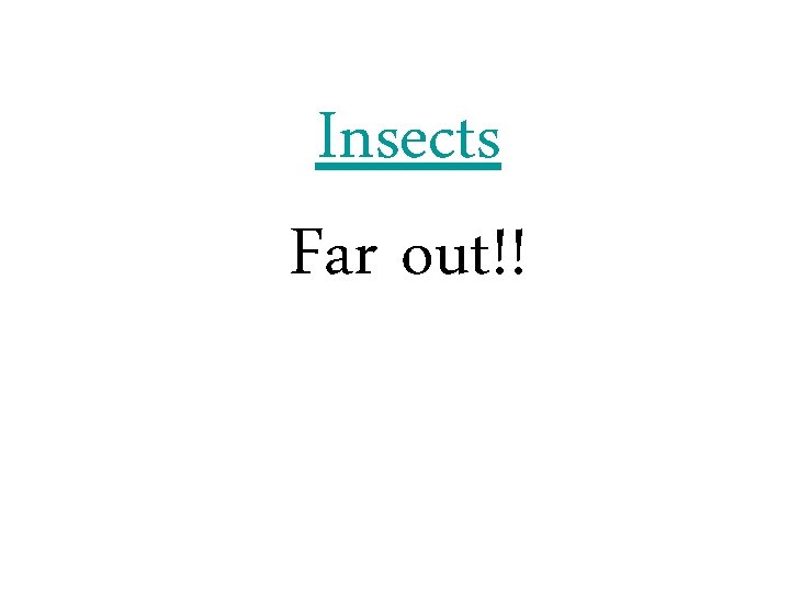 Insects Far out!! Insects Far out!!