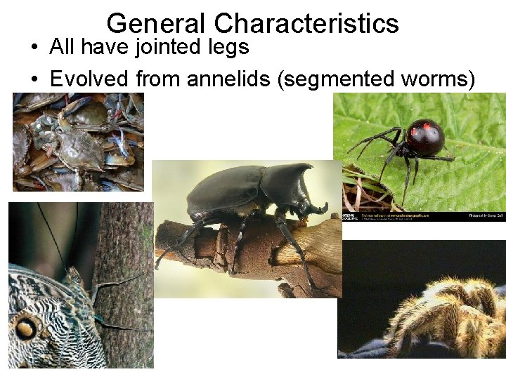 General Characteristics • All have jointed legs • Evolved from annelids (segmented worms) 